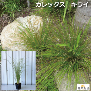【3個セット】カレックス キウイ 苗 10.5cm(3.5号)ポット入り おしゃれな庭に 人気の ガーデンプランツ 苗 ガーデニング 植木組合より産地直送