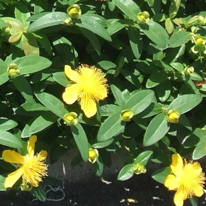 【3個セット】ヒペリカム カリシナム 苗 10.5cm(3.5号)ポット入り