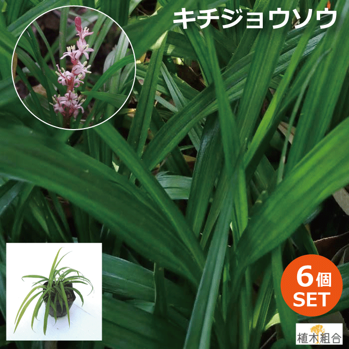 【6個セット】吉祥草（キチジョウソウ）10.5cmポット入り　常緑性　宿根草　おしゃれな庭に　人気の　ガーデンプランツ　苗　ガーデニング 植木組合より産地直送のサムネイル