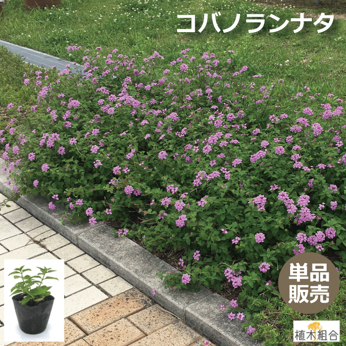 【単品販売】コバノランタナ　ピンク　苗　垂れる覆うセンスのある庭に　常緑低木　おしゃれな庭に　人気の　植木　庭木　ガーデンプランツ　ガーデニング 植木組合より産地直送　植木生産組合直営　9cm～10.5cmポット入り苗のサムネイル
