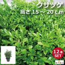 【12本セット】クサツゲ 苗 高さ約15cm 10.5cm~12.0cmポット入り 常緑低木 花壇の縁取り アプローチ おしゃれな庭に 人気の 植木 庭木 ガーデンプランツ ガーデニング 植木組合より産地直送