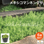 【6個セット】メキシコマンネングサ 万年草　9cm（3号）ポット入り苗　セダム　多肉植物　常緑性　宿根草　おしゃれな庭に　人気の　ガーデンプランツ　苗　ガーデニング 植木組合より産地直送　万年草