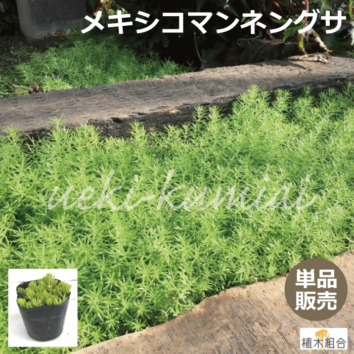 メキシコマンネングサ 万年草　9cm（3号）ポット入り苗　セダム　多肉植物　常緑性　宿根草　おしゃれな庭に　人気の　ガーデンプランツ　苗　ガーデニング 植木組合より産地直送　万年草