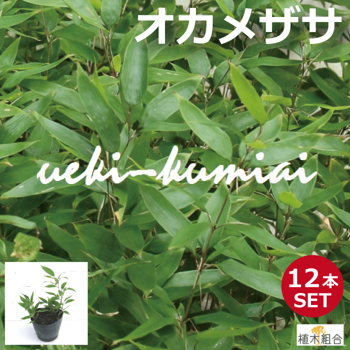 【12個セット】オカメザサ　おかめ笹　苗　12cmポット入り　植木組合より産地直送　植木生産組合直営