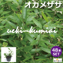 オカメザサ　おかめ笹　苗　12cmポット入り　植木組合より産地直送　植木生産組合直営