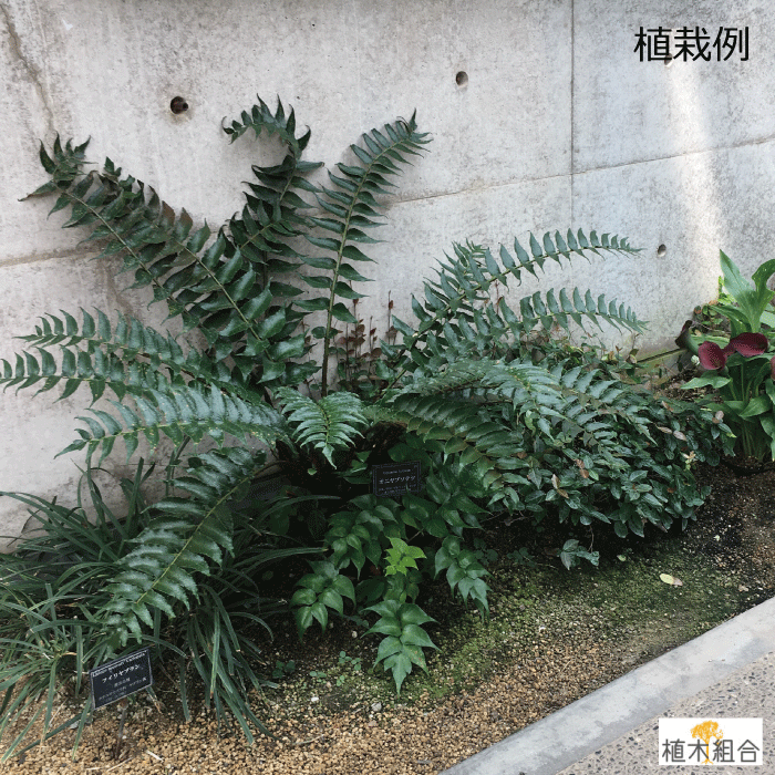 オニヤブソテツ　苗　10.5cm（3.5号）ポット入り　おしゃれな庭に　人気の　ガーデンプランツ　苗　ガーデニング 植木組合より産地直送