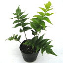 植木組合で買える「【3個セット】オニヤブソテツ 苗 (シダ) 10.5cm または 12.0cmポット入苗 商品草丈 約 15-20cm」の画像です。価格は1,525円になります。