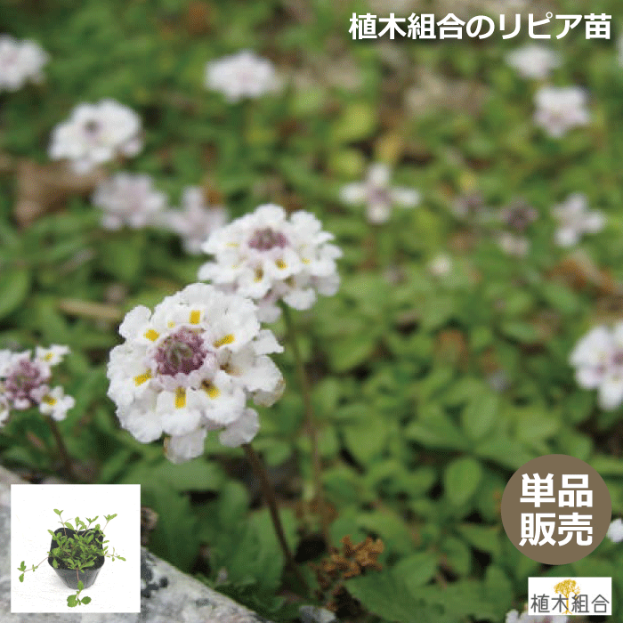 【単品販売】リピア　ヒメイワダレソウ　苗　バラ売り　【芝より簡単　小花のじゅうたん】【雑草対策】【土止め】【グランドカバー】【カーポート・アプローチ・斜面・庭全体に】姫岩垂草　りぴあのサムネイル