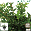 ロニセラニチダ　緑葉　10.5cmポット入　常緑性　おしゃれな庭に　人気の　ガーデンプランツ　苗　ガーデニング 植木組合より産地直送