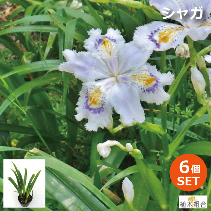 【6個セット】シャガ　苗　10.5cmポット入り　常緑性　宿根草　日陰向き　モダンガーデン　雑木の庭　おしゃれな庭に　人気の　ガーデンプランツ　苗　ガーデニング 植木組合より産地直送のサムネイル
