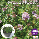 タイム　ロンギカウリス　9cmポット入り　常緑性　宿根草　土止め　下草　おしゃれな庭に　人気の　ガーデンプランツ　苗　ガーデニング 植木組合より産地直送