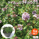 【6個セット】タイム　ロンギカウリス　常緑性　宿根草　9cmポット入り　土止め　下草　おしゃれな庭に　人気の　ガ…