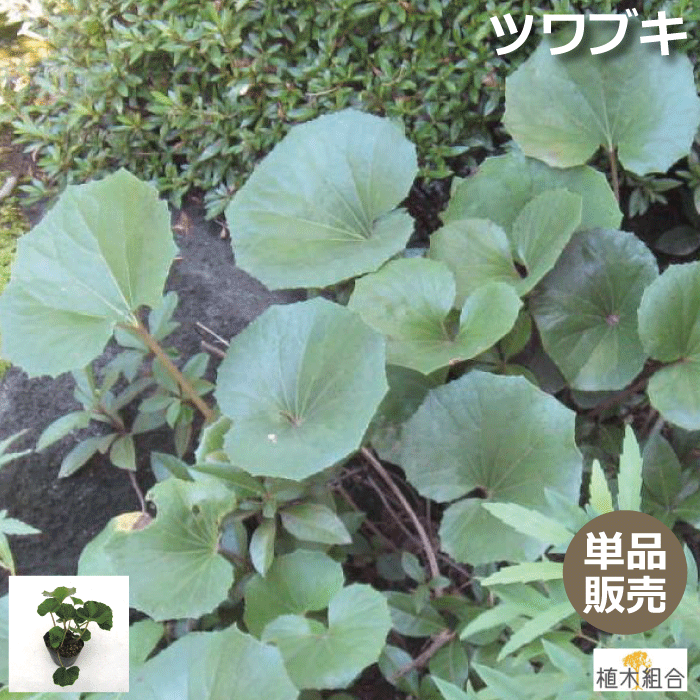 【単品販売】ツワブキ　緑葉　苗　10.5cmポット入　常緑性　宿根草　庭のポイント　和洋問わず人気　つわぶき　ガーデンプランツ　ガーデニング 植木組合より産地直送　植木生産組合直営のサムネイル