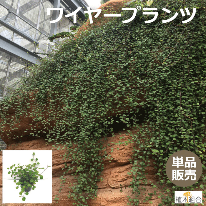 【単品販売】ワイヤープランツ　9cmポット入　常緑性　宿根草　おしゃれな庭に　人気の　ガーデンプランツ　苗　ガーデニング 植木組合より産地直送　垂れる　覆う　グランドカバー