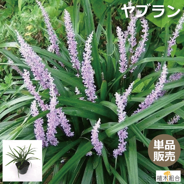 【6個セット】ヤブラン　薮蘭　10.5cmポット入り　常緑性　宿根草　おしゃれな庭に　人気の　ガーデンプランツ　苗　ガーデニング 植木組合より産地直送　やぶらんのサムネイル