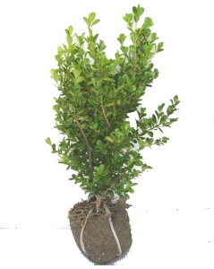 【セット販売】ボックスウッド 高さ約40cm 根巻 時期により、POT入りをお届けする場合があります / 人気の 植木 庭木 植木組合より産地直送 西洋ツゲ 垣根 アプローチ 寒さに強い