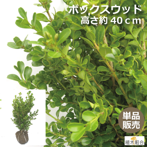 【単品販売】ボックスウッド 高さ約40cm 根巻 時期により、POT入りをお届けする場合があります / 人気の 植木 庭木 植木組合より産地直送 西洋ツゲ 垣根 アプローチ 寒さに強い