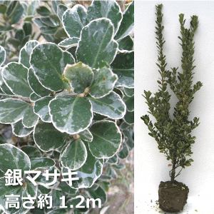 銀マサキ 高さ約1.2m フイリマサキ 生垣 垣根 目隠し 常緑樹 寒さに強い おしゃれな庭に 人気の 植木 庭木 ガーデニング 植木組合より産地直送 植木生産組合直営