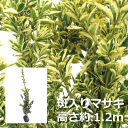 フイリマサキ 高さ約1.2m 根巻または不織布バッグ入り 常緑樹 寒さに強い おしゃれな庭に 人気の 植木 庭木 ガーデニング 植木組合より産地直送 植木生産組合直営
