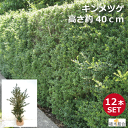 【12本セット】キンメツゲ 高さ約40cm バラ売り【新芽が黄色の洋風生垣】生垣 縁取り 垣根 人気の 植木 庭木 ガーデニング 植木組合より産地直送 植木生産...