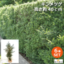 【6本セット】キンメツゲ 高さ約40cm バラ売り【新芽が黄色の洋風生垣】生垣 縁取り 垣根 人気の 植木 庭木 ガーデニング 植木組合より産地直送 植木生産組合直営 きんめつげ 金芽柘植