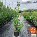【6本セット】マサキ 緑葉 高さ約80cm 18cmポット入り アオマサキ 青まさき 生垣 垣根 目隠し 常緑樹 寒さに強い おしゃれな庭に 人気の 植木 庭木...