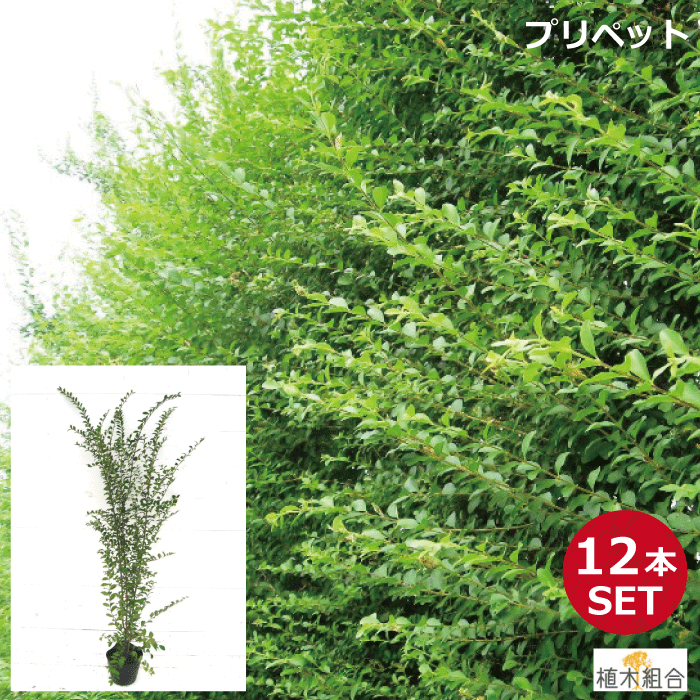 【12本セット】プリペット　高さ約80cm　常緑　半常緑性　／おしゃれな庭に　人気の　植木　庭木　目隠し　垣根　生…