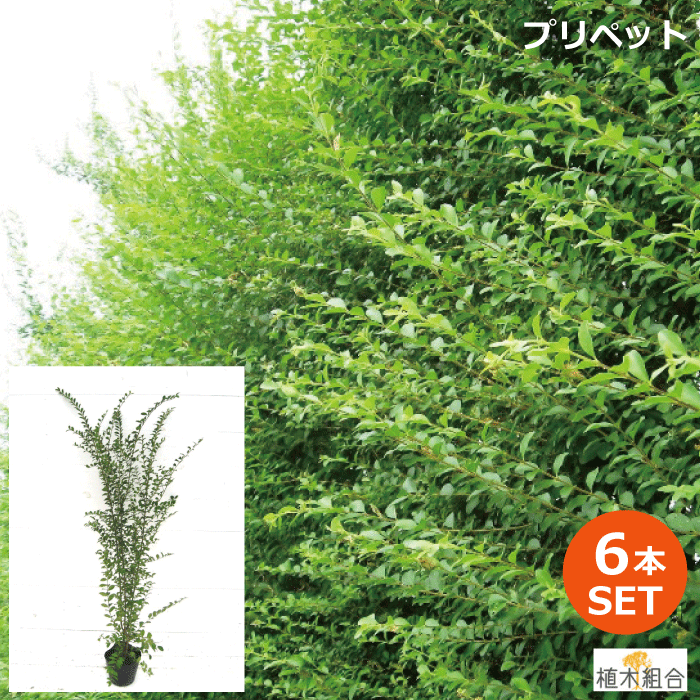 【6本セット】プリペット　高さ約80cm　常緑　半常緑性　／おしゃれな庭に　人気の　植木　庭木　目隠し　垣根　生垣…