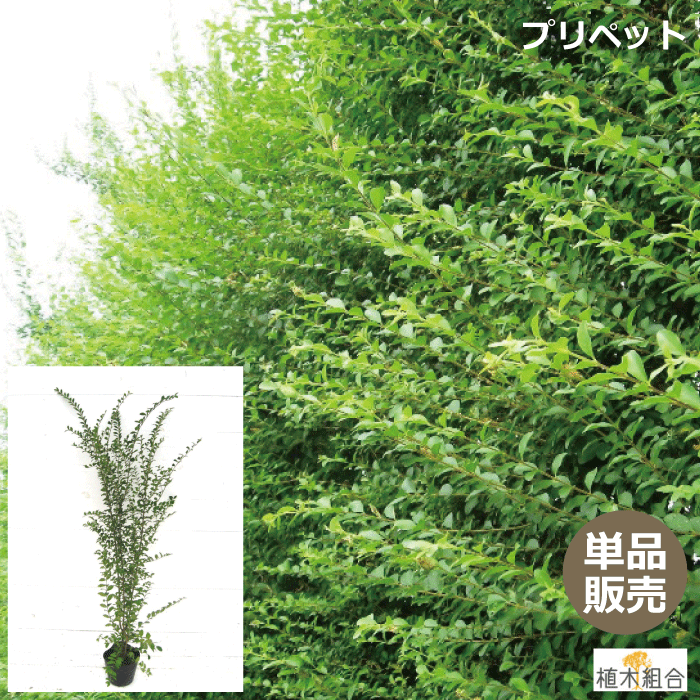 【単品販売】プリペット　高さ約80cm　常緑　半常緑性　／おしゃれな庭に　人気の　植木　庭木　目隠し　垣根　生垣…