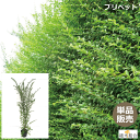 【単品販売】プリペット　高さ約80cm　常緑　半常緑性　／おしゃれな庭に　人気の　植木　庭木　目隠し　垣根　生垣　ガーデニング 植木組合より産地直送　植木生産組合直営