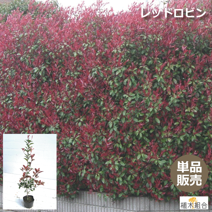 レッドロビン　高さ約1.0m　西洋紅カナメ　セイヨウベニカナメ　15cmポット入　生垣　目隠し　植木　庭木　ガーデニング 植木組合より産地直送