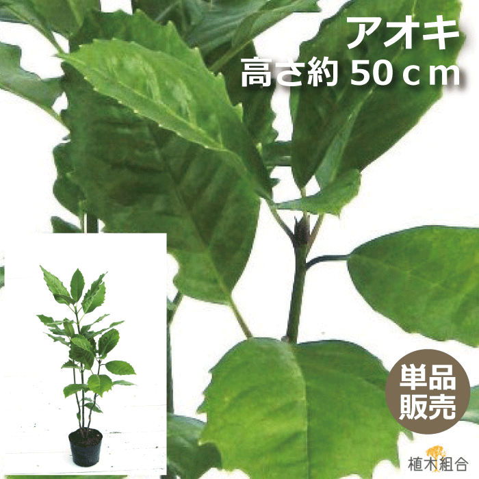 アオキ　緑葉　高さ約50cm　15cmポット入り　常緑低木　北向き、日陰おしゃれな庭に　人気の　植木　庭木　ガーデニング 植木組合より産地直送　植木生産組合直営　アオアオキ　青青木