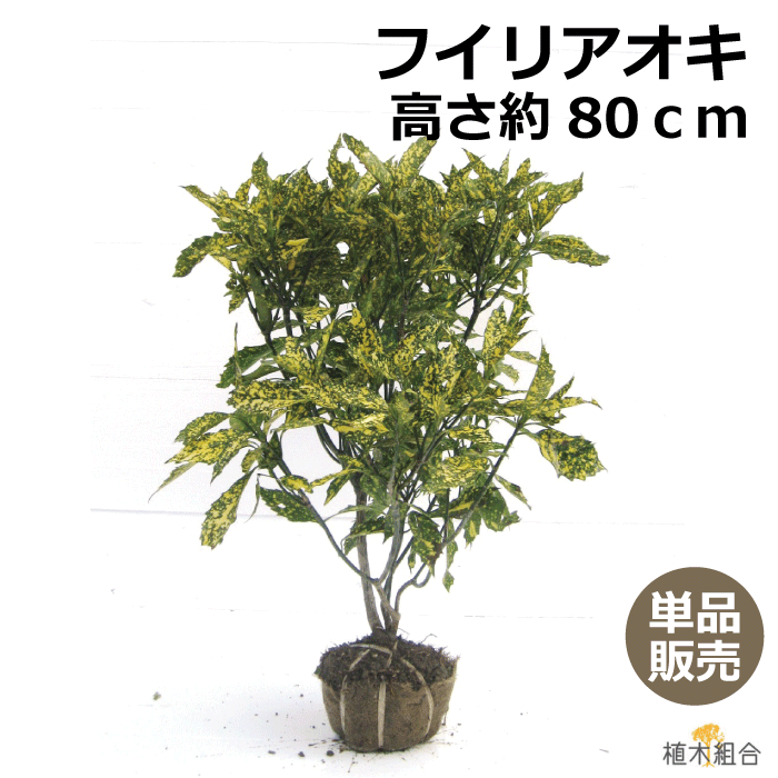 【単品販売】アオキ　斑入葉　高さ約80cm　根巻苗　常緑低木　北向き、日陰おしゃれな庭に　人気の　植木　庭木　ガーデニング 植木組合より産地直送　植木生産組合直営　フイリアオキ　青木 1