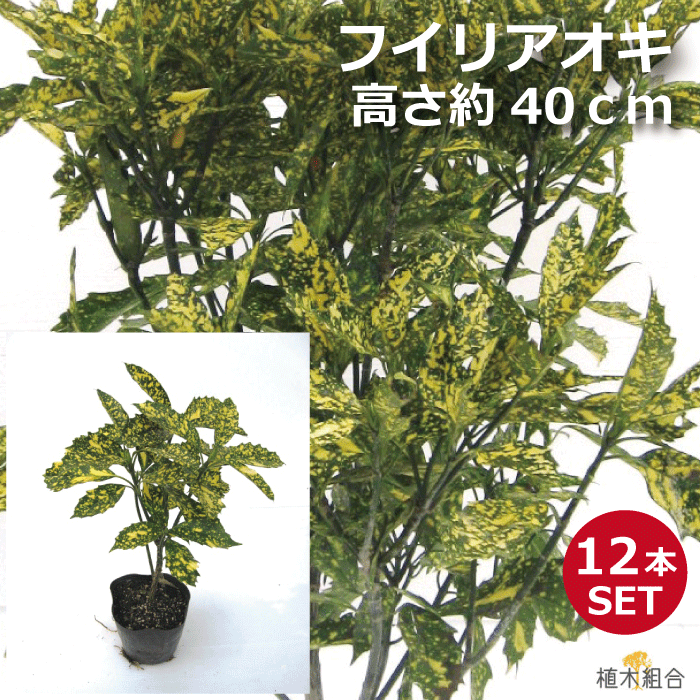 【12本セット】アオキ　斑入葉　高さ約40cm　15cmポット入り　常緑低木　北向き、日陰おしゃれな庭に　人気の　植木　庭木　ガーデニング 植木組合より産地直送　植木生産組合直営　フイリアオキ　青木