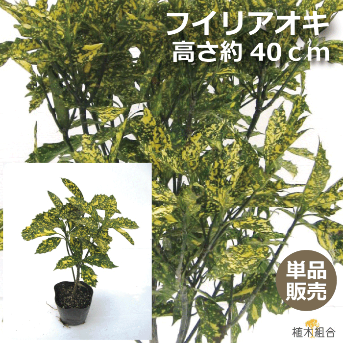 【単品販売】アオキ　斑入葉　高さ約40cm　15cmポット入り　常緑低木　北向き、日陰おしゃれな庭に　人気の　植木　庭木　ガーデニング 植木組合より産地直送　植木生産組合直営　フイリアオキ　青木のサムネイル