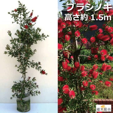 ブラシノキ (金宝樹)高さ約1.5~1.7m 鉢含まず 常緑 おしゃれな庭に 人気の 植木 庭木 ガーデンプランツ ガーデニング 植木組合より産地直送 植木生産組合直営 沖縄離島北海道への配送不可