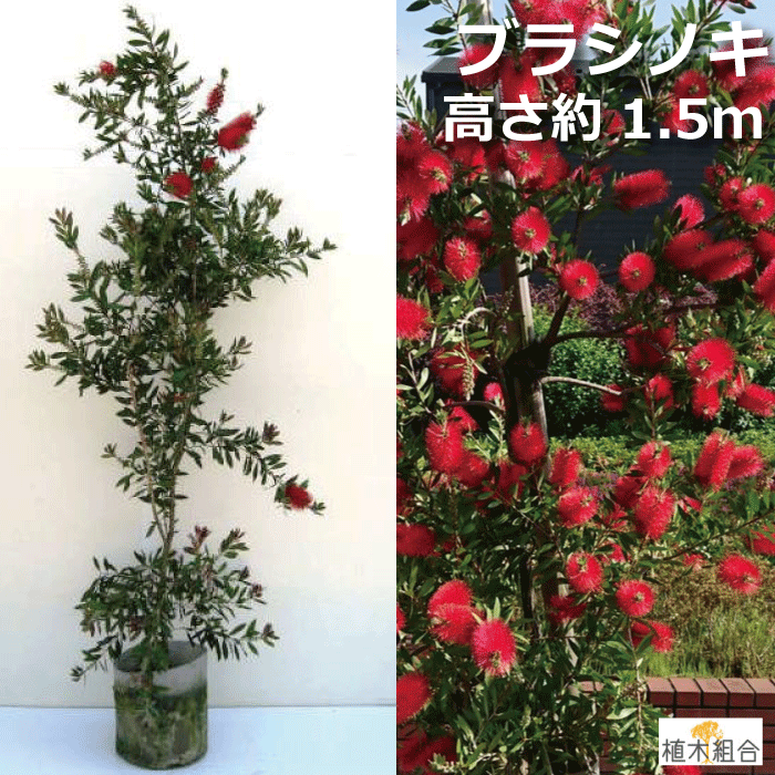 楽天市場 植木 庭木 生垣用の木 下草など 産直価格 でお届けします 植木組合 トップページ