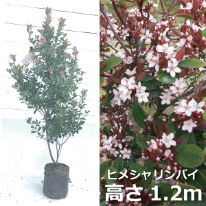 ヒメシャリンバイ (姫車輪梅)高さ約1.2m 目隠し サブメインツリー 鉢植え ナチュラル おしゃれな庭に 人気の 植木 庭木 ガーデンプランツ ガーデニング 植木組合より産地直送 植木生産組合直営