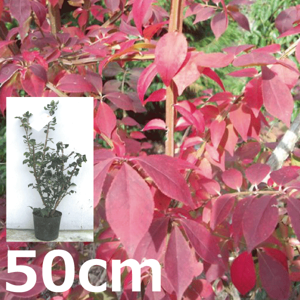 ニシキギ　（錦木）　高さ約40cm～50cm　鉢含まず　落葉低木　美しい紅葉樹　世界三大広葉樹