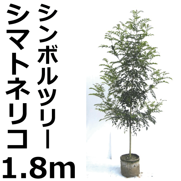シマトネリコ 株立 高さ約1.8m