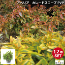 期間限定割引14810円→11616円【12本セット】アベリア カレードスコープ (PVP)15cmポット入り 高さ約20〜25cm 常緑 半常緑 低木 おしゃ...