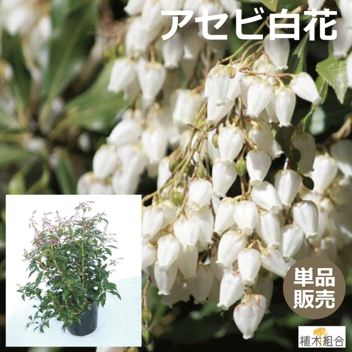【単品販売】アセビ　白花　15cmポット入り　高さ約30cm　馬酔木　あせび　常緑低木　人気の　植木　庭木　ガーデニング 植木組合より産地直送　植木生産組合直営のサムネイル