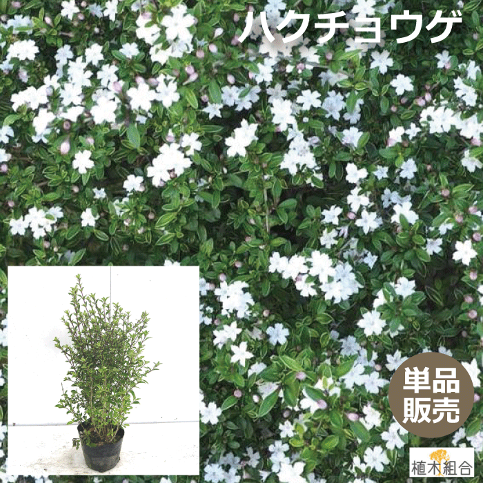【単品販売】ハクチョウゲ　（白丁花）　白花　高さ約40cm　12cmポット入り　【おしゃれな庭に　人気の　植木　庭木　ガーデンプランツ　ガーデニング 植木組合より産地直送　植木生産組合直営のサムネイル