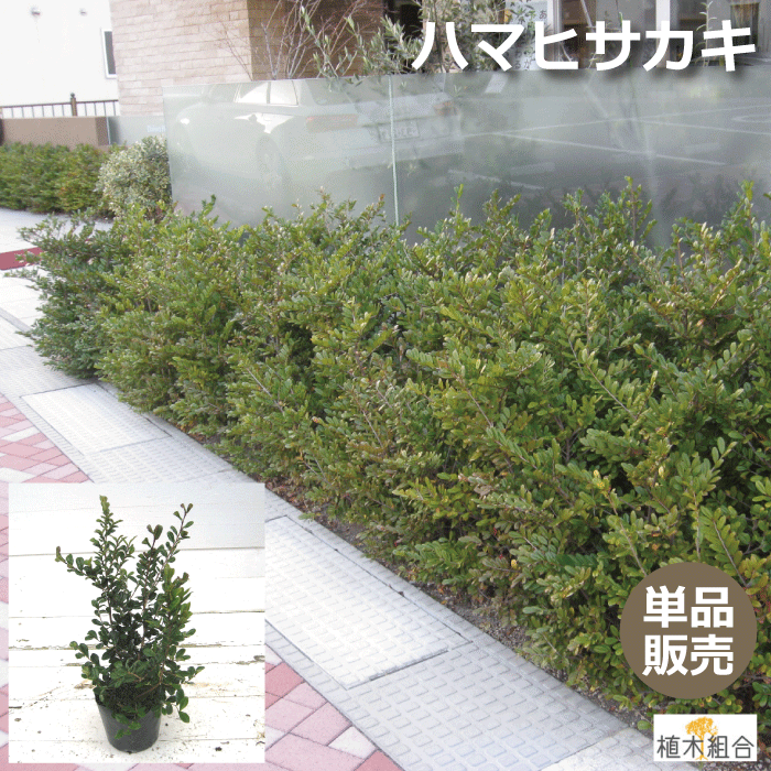 ハマヒサカキ　（浜姫榊）　高さ約30cm　常緑低木　植木　庭木　ガーデニング 植木組合より産地直送　植木生産組合直営