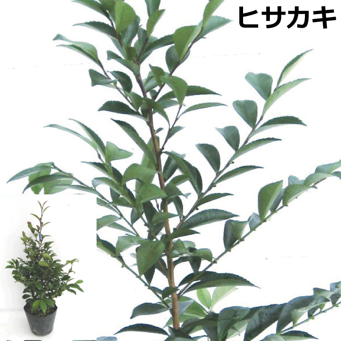 ヒサカキ　（姫榊・ビシャコ）　高さ約30cm　植木　庭木　ガーデニング 植木組合より産地直送　植木生産組合直営