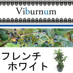 常緑ガマズミ　ビバーナム　フレンチホワイト　高さ約30cm　15cmポット入り　常緑低木　おしゃれな庭に　人気の　植木　庭木　ガーデンプランツ　ガーデニング 植木組合より産地直送　植木生産組合直営　トキワガマズミ