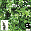 【24本セット】イヌツゲ 高さ約40cm 生垣 縁取り 垣根 人気の 植木 庭木 ガーデニング 植木組合より産地直送 植木生産組合直営 いぬつげ 柘植 常緑低木