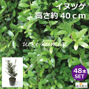 【48本セット】イヌツゲ　高さ約40cm　生垣　縁取り　垣根　人気の　植木　庭木　ガーデニング 植木組合より産地直送　植木生産組合直営　いぬつげ　柘植　常緑低木