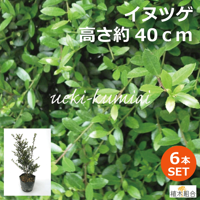 【6本セット】イヌツゲ　高さ約40cm　生垣　縁取り　垣根　人気の　植木　庭木　ガーデニング 植木組合より産地直送　植木生産組合直営　いぬつげ　柘植　常緑低木