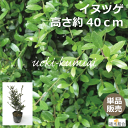 イヌツゲ　高さ約40cm　生垣　縁取り　垣根　人気の　植木　庭木　ガーデニング 植木組合より産地直送　植木生産組合直営　いぬつげ　柘植　常緑低木